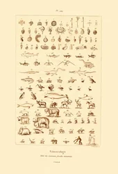 Paleontologia